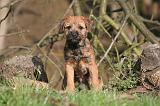 BORDER TERRIER 118